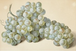 Grapes still nature